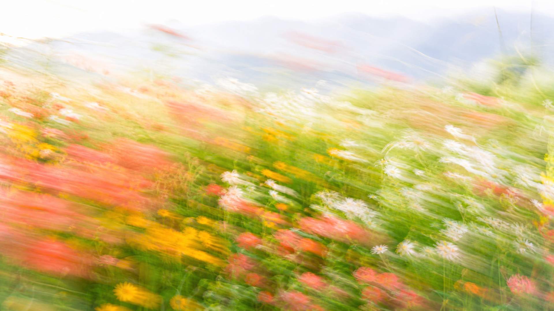 Bright impressionistic motion-blur wildflower meadow in coral and gold