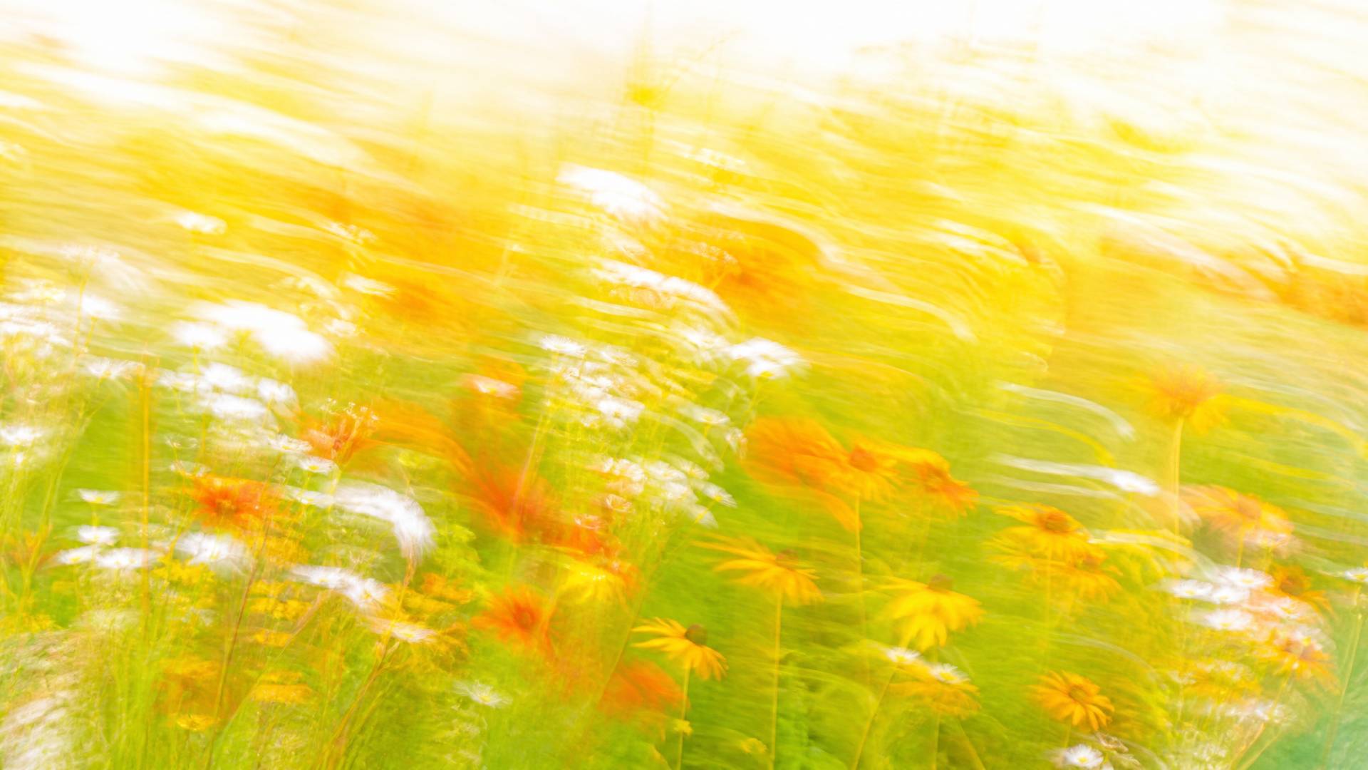 Bright impressionistic motion-blur wildflower meadow in golden yellow and orange