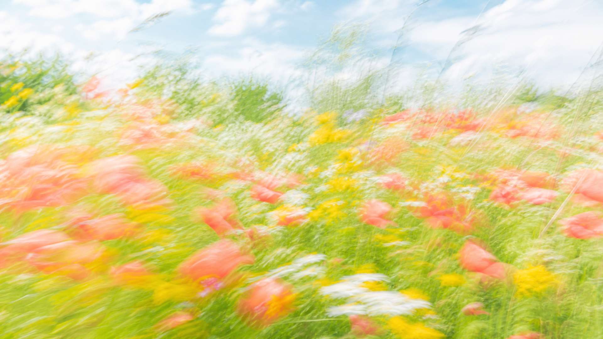Bright impressionistic motion-blur wildflower meadow in coral and yellow