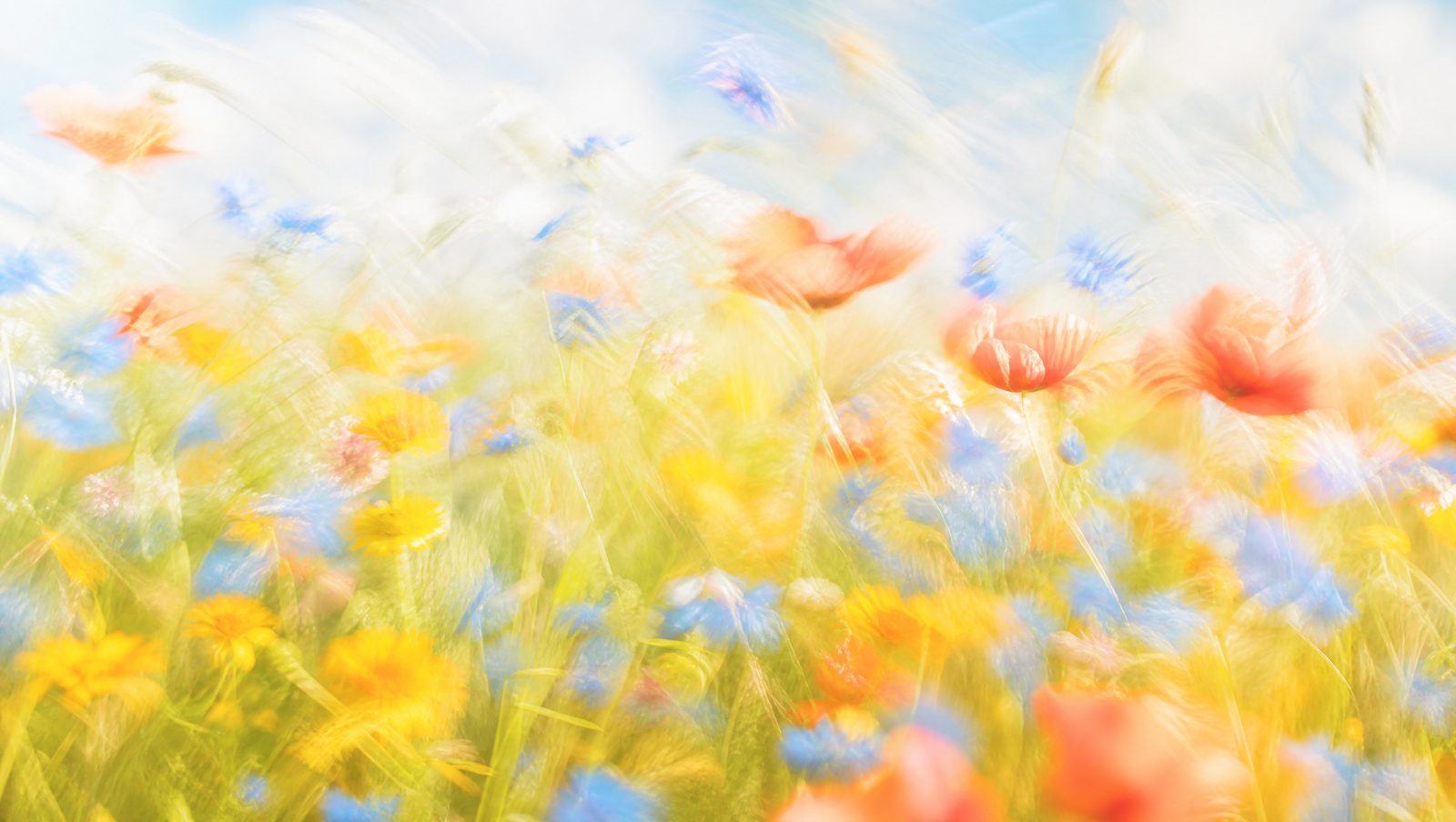 Dreamy high-key motion-blur wildflower meadow with coral, blue and yellow blooms