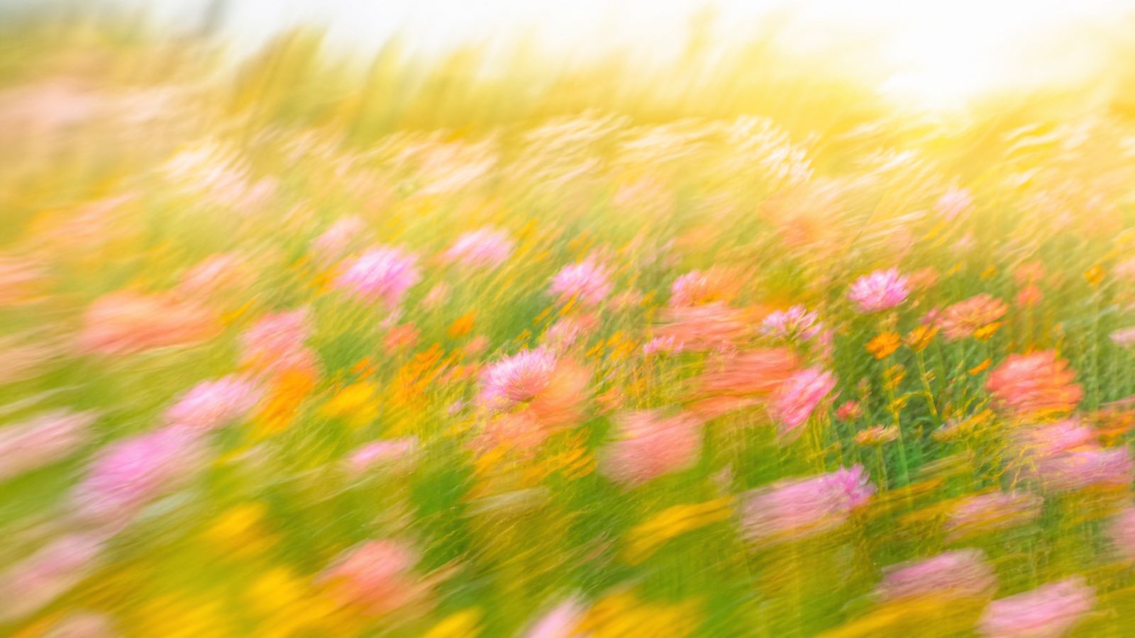Bright motion-blur wildflower meadow in gold and peach