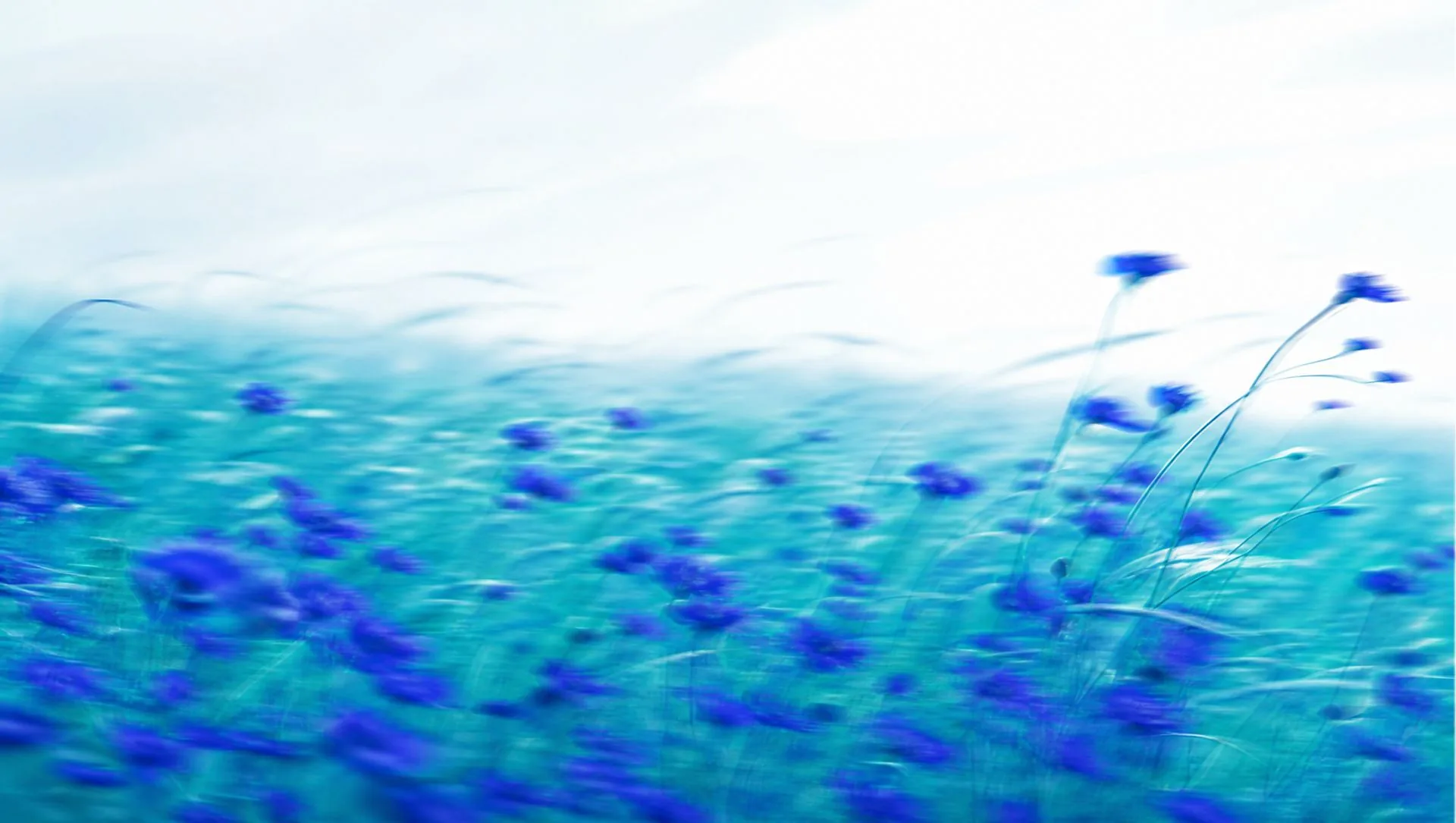 Dreamy high-key motion-blur wildflower meadow in indigo and teal