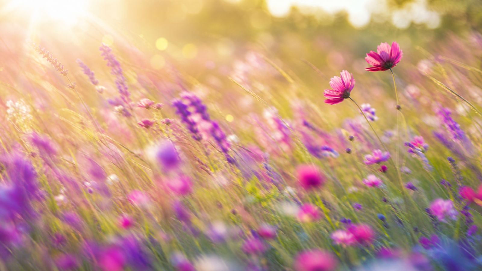 Bright impressionistic motion-blur wildflower meadow in magenta and green