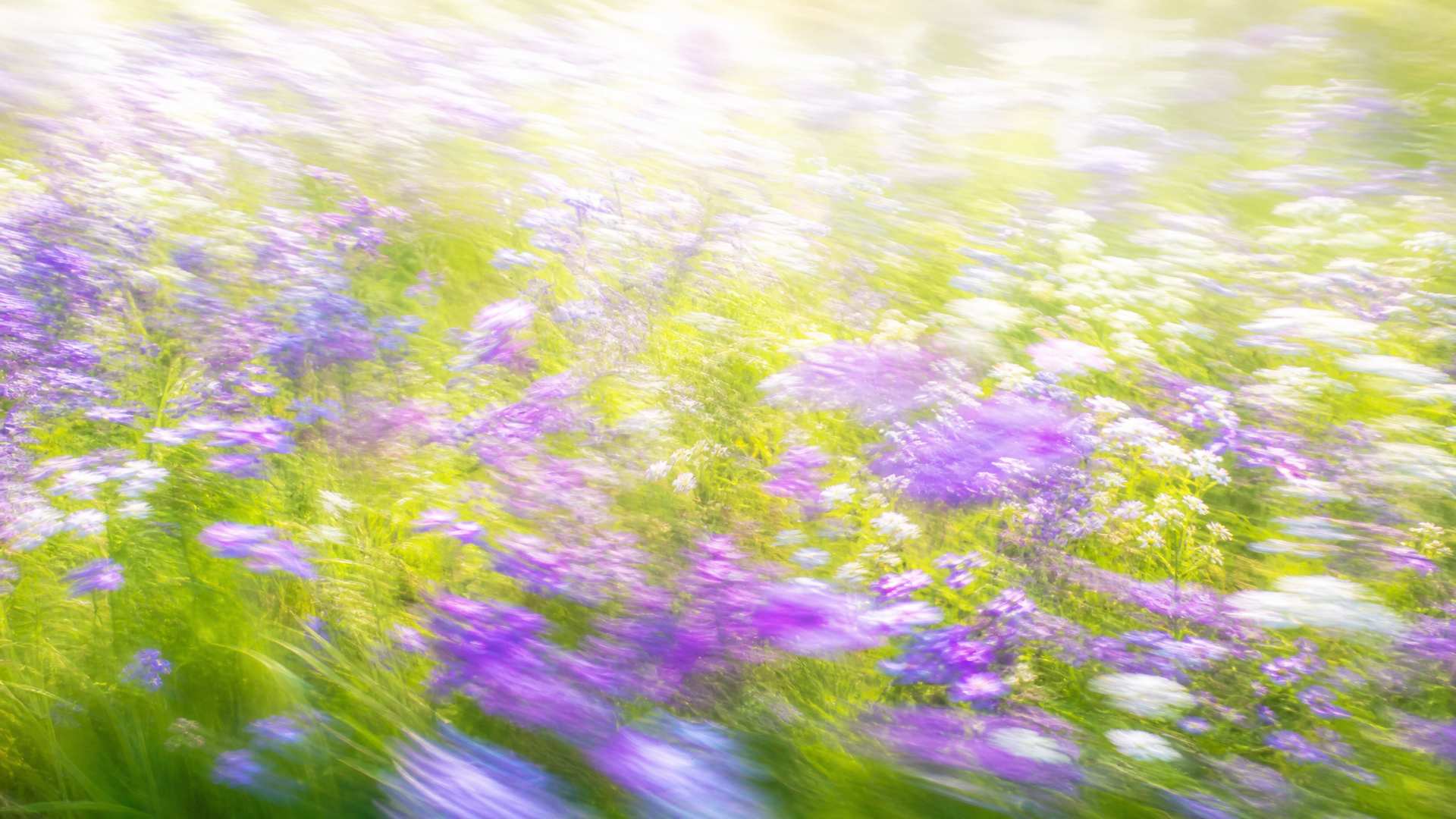 Bright impressionistic motion-blur wildflower meadow