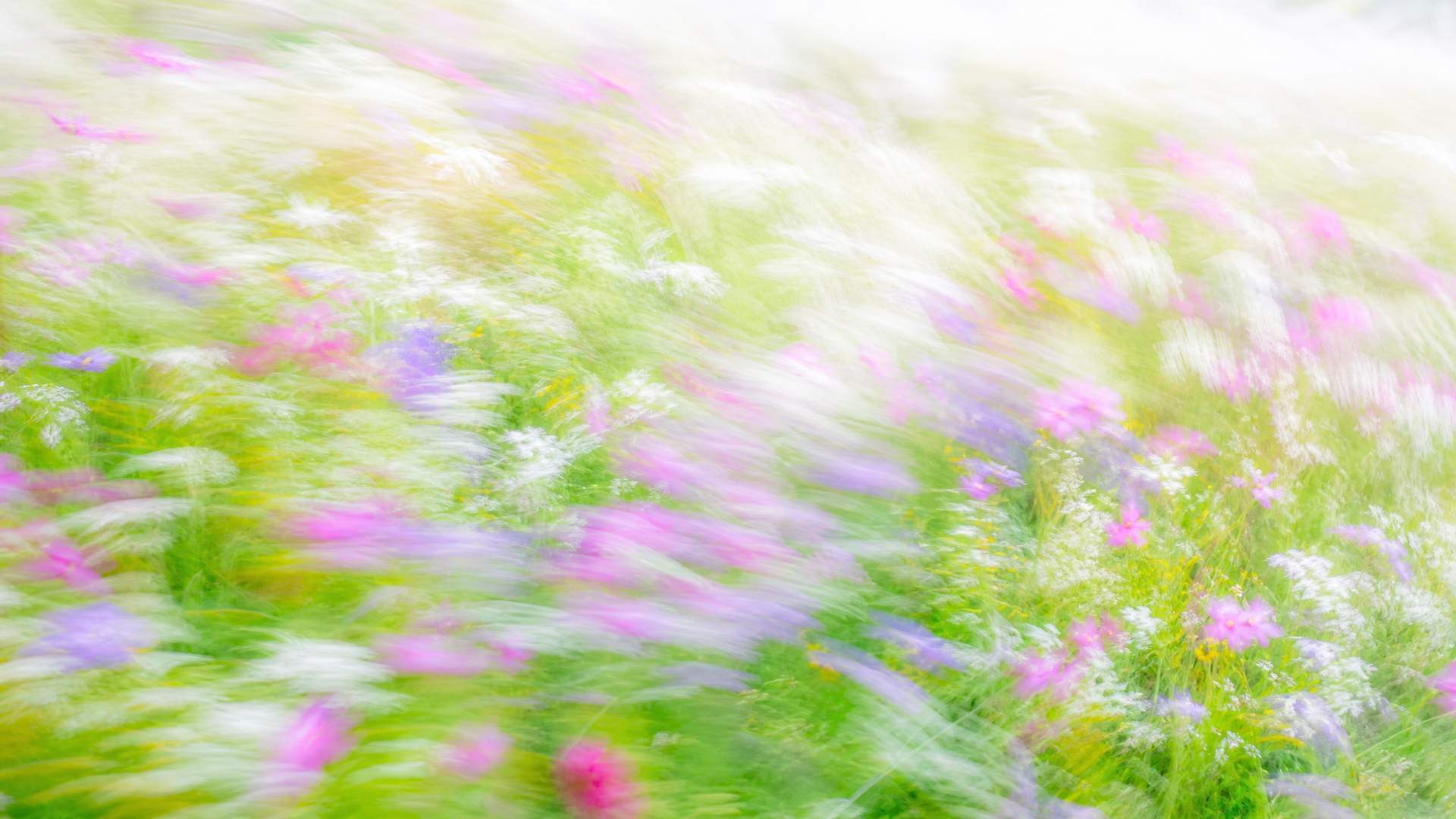 Bright impressionistic motion-blur wildflower meadow in lilac and pink