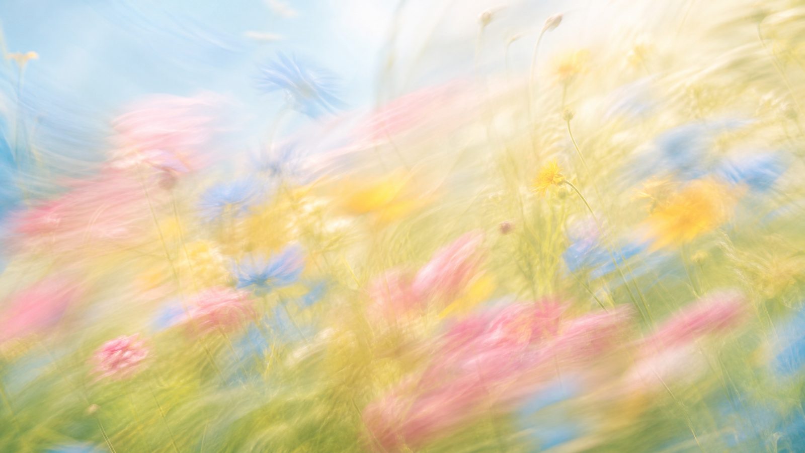 Bright airy impressionistic wildflower meadow in soft rose, sky-blue and warm gold, high-key light