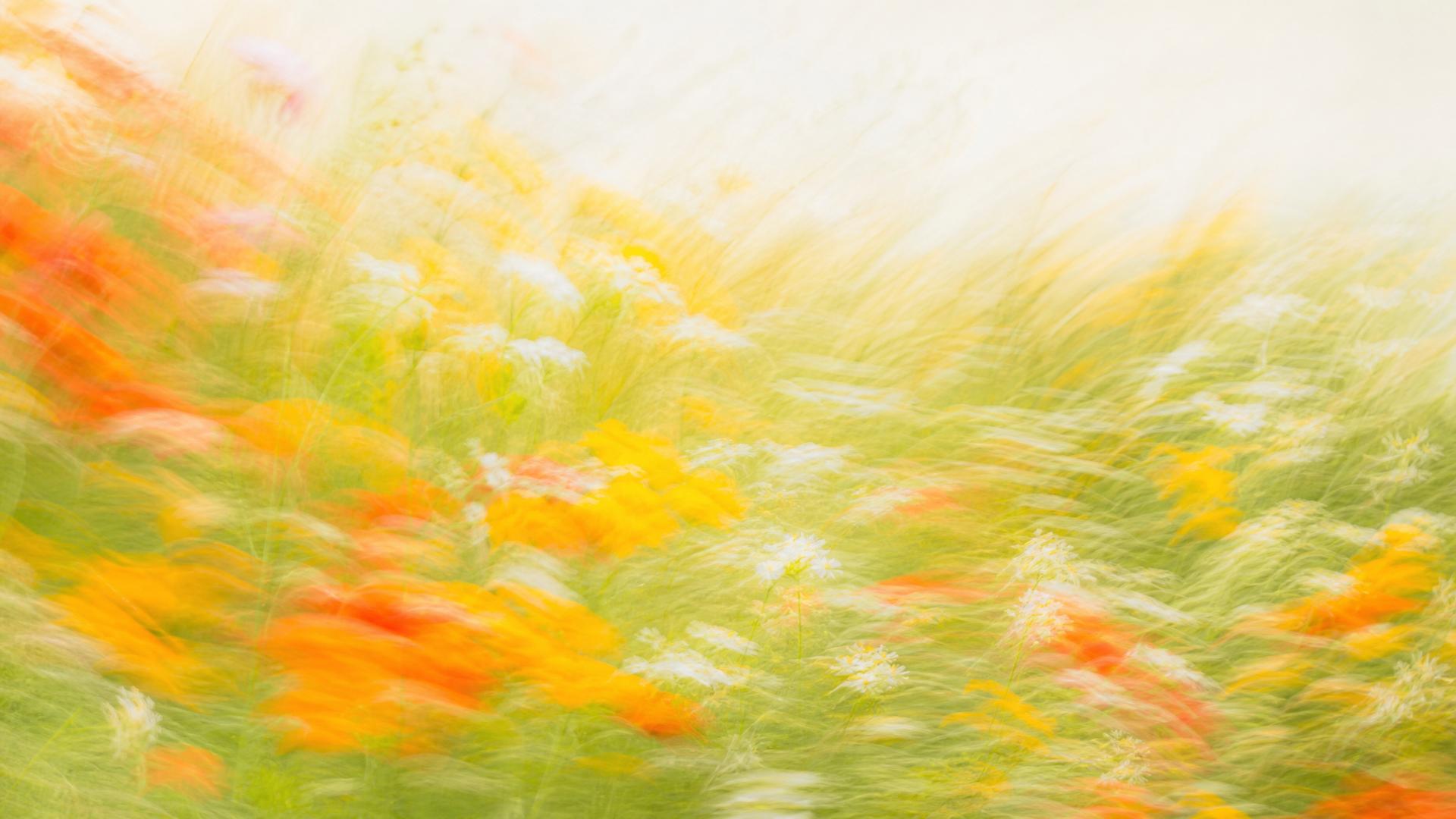 Bright motion-blur wildflower meadow in orange and yellow