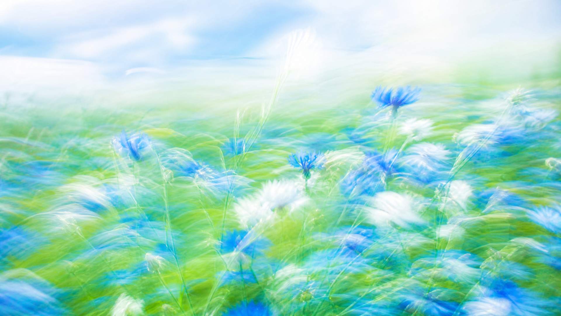 Bright impressionistic motion-blur wildflower meadow