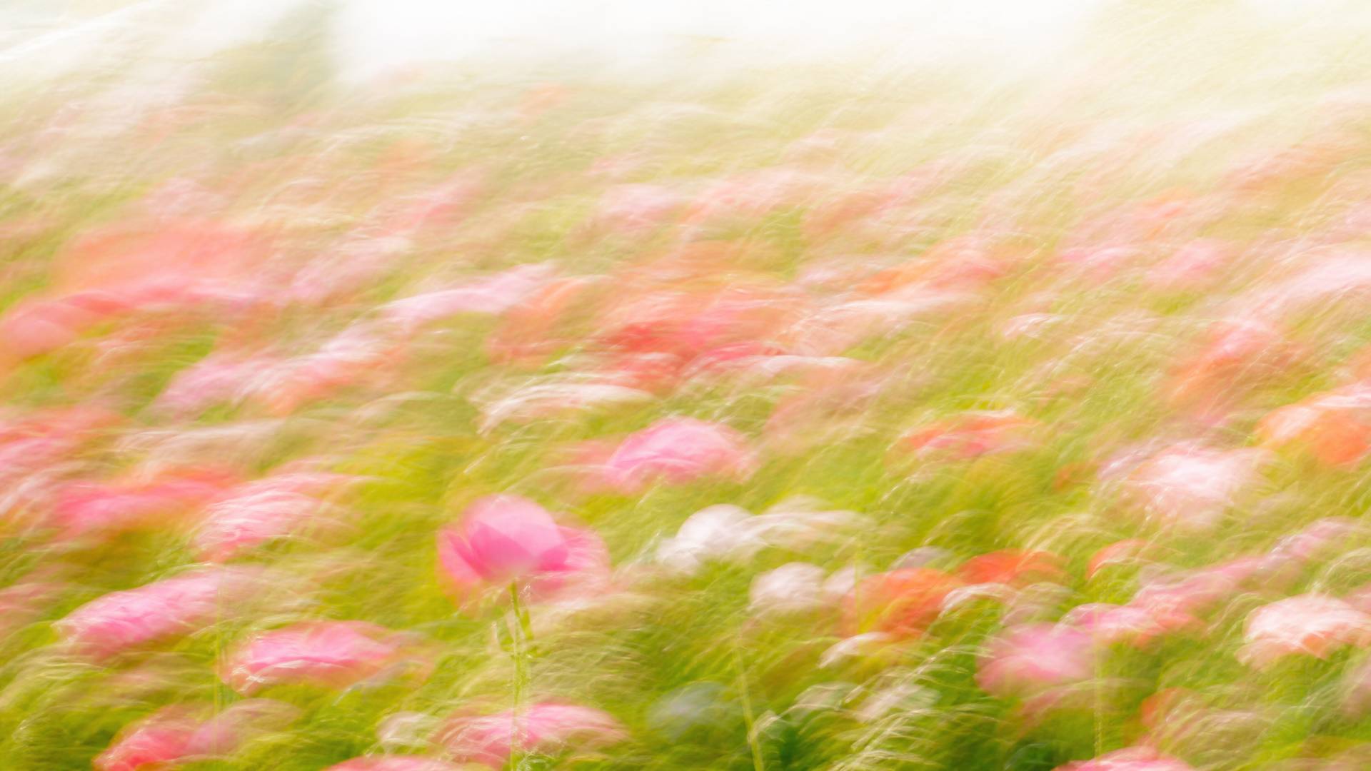 Bright impressionistic motion-blur wildflower meadow