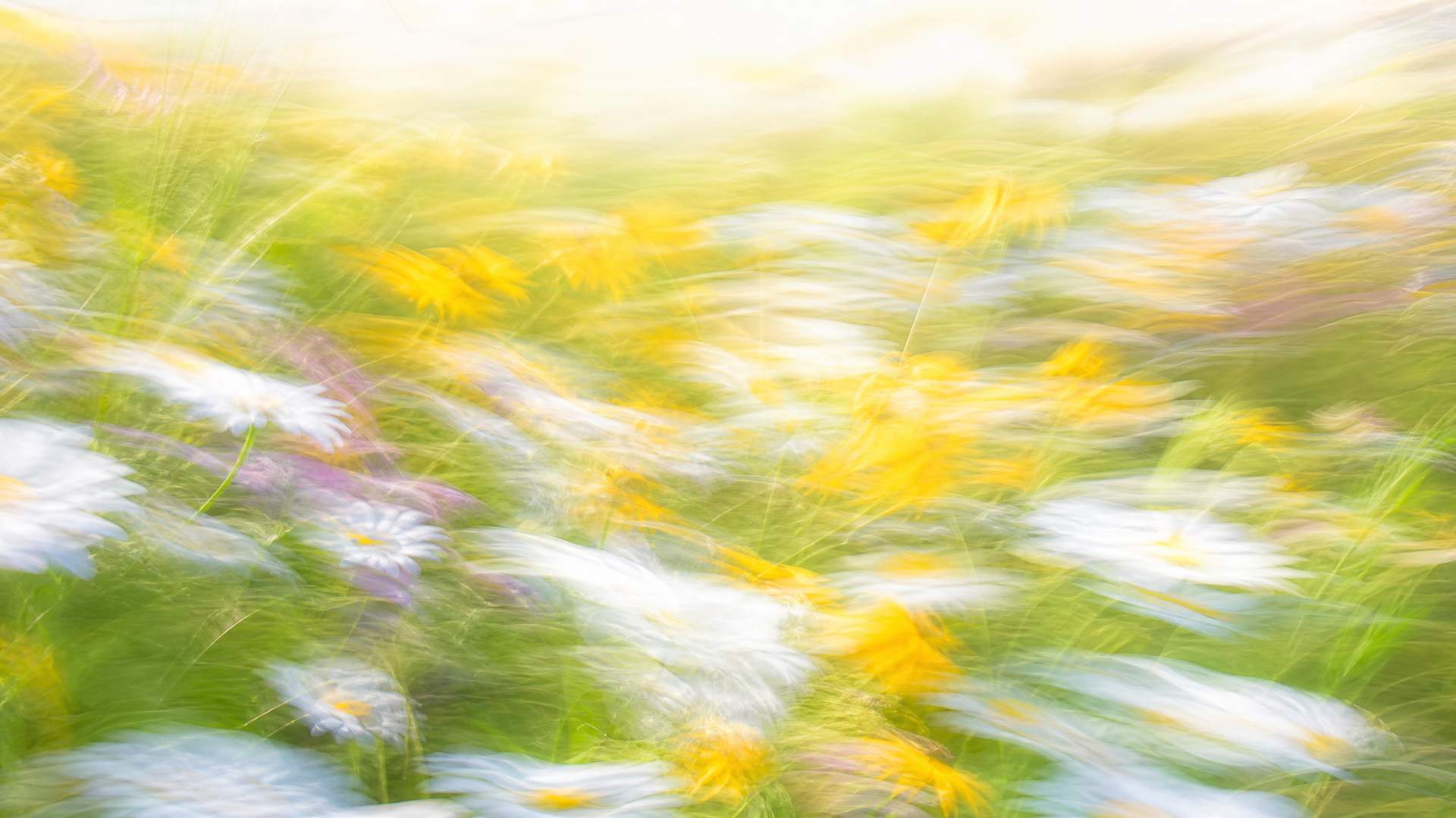 Bright impressionistic motion-blur wildflower meadow in yellow and white