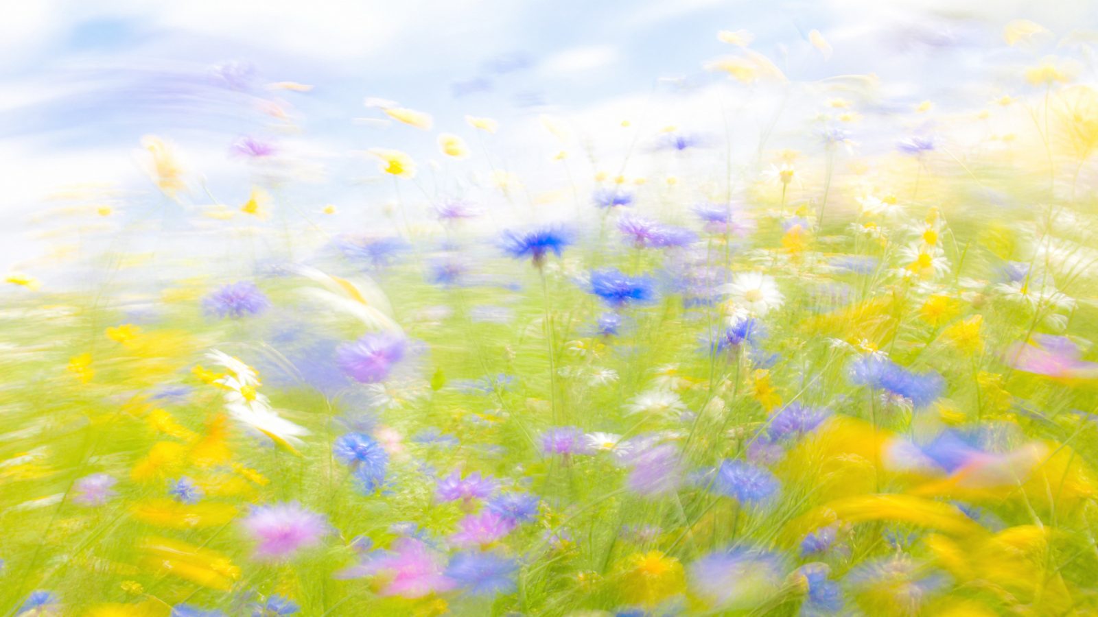 Impressionistic motion-blur wildflower meadow with cornflower blue, soft lilac, buttercup yellow and white blooms