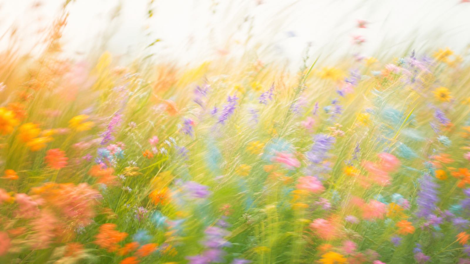 Bright airy high-key motion-blur wildflower meadow in warm gold, coral, soft lavender and pale teal
