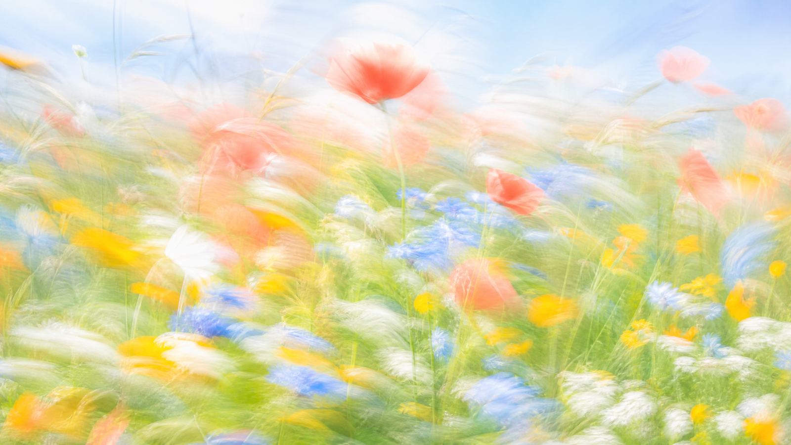 Impressionistic motion-blur wildflower meadow in coral, sky blue and buttercup yellow