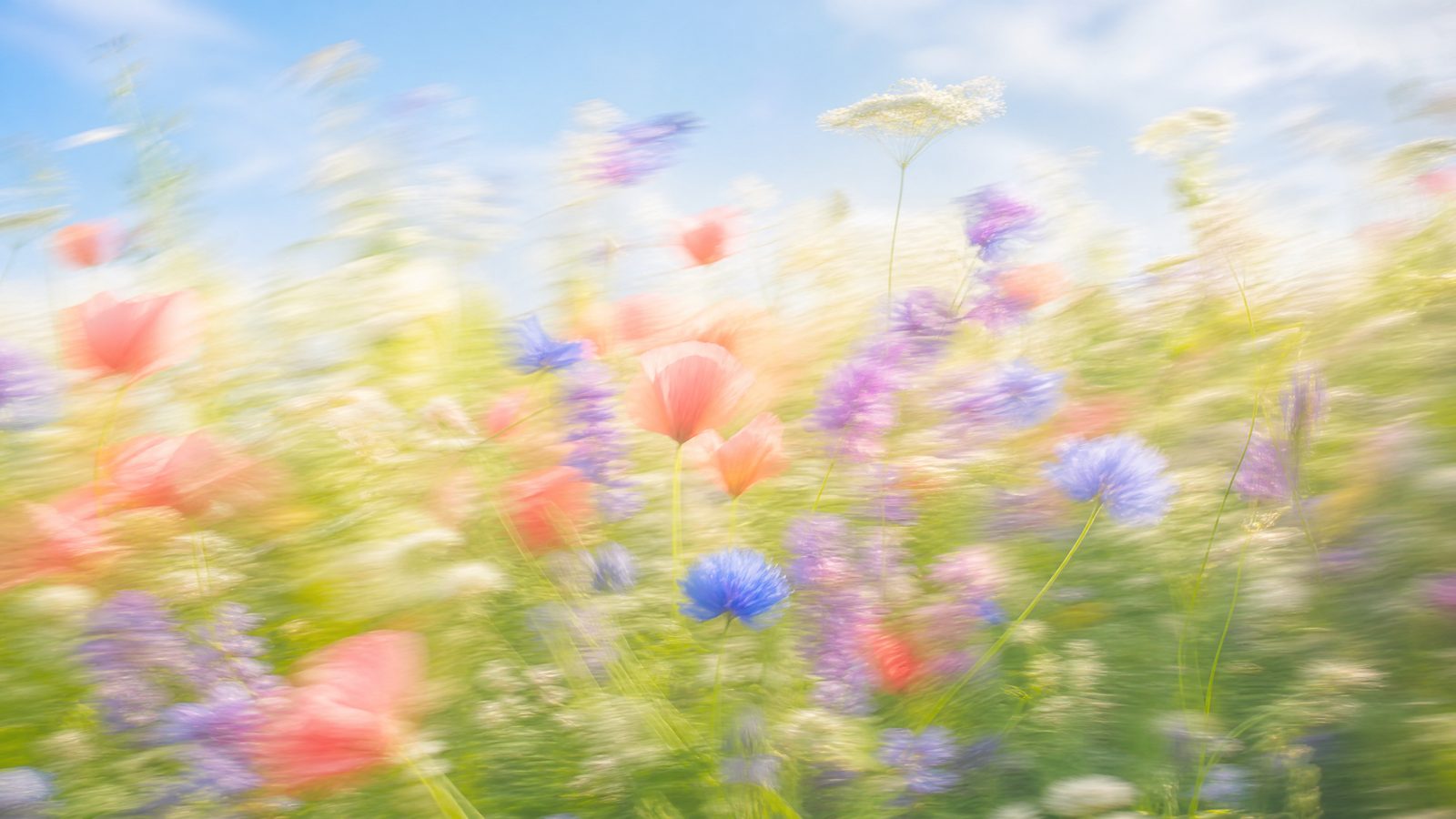 Impressionistic motion-blur wildflower meadow in coral, sky blue and lilac