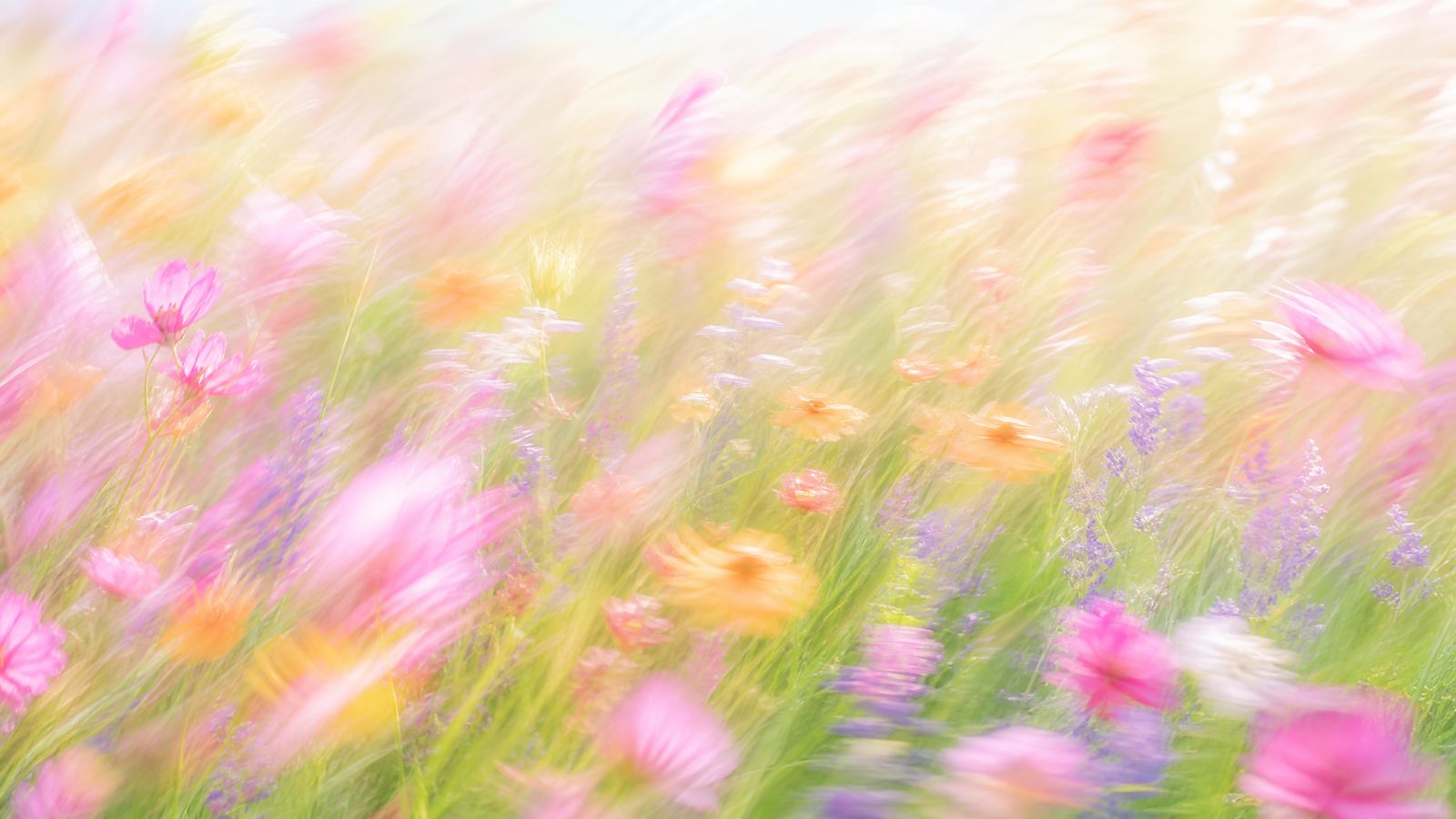 Bright airy high-key motion-blur wildflower meadow with soft pink, lavender and yellow blooms
