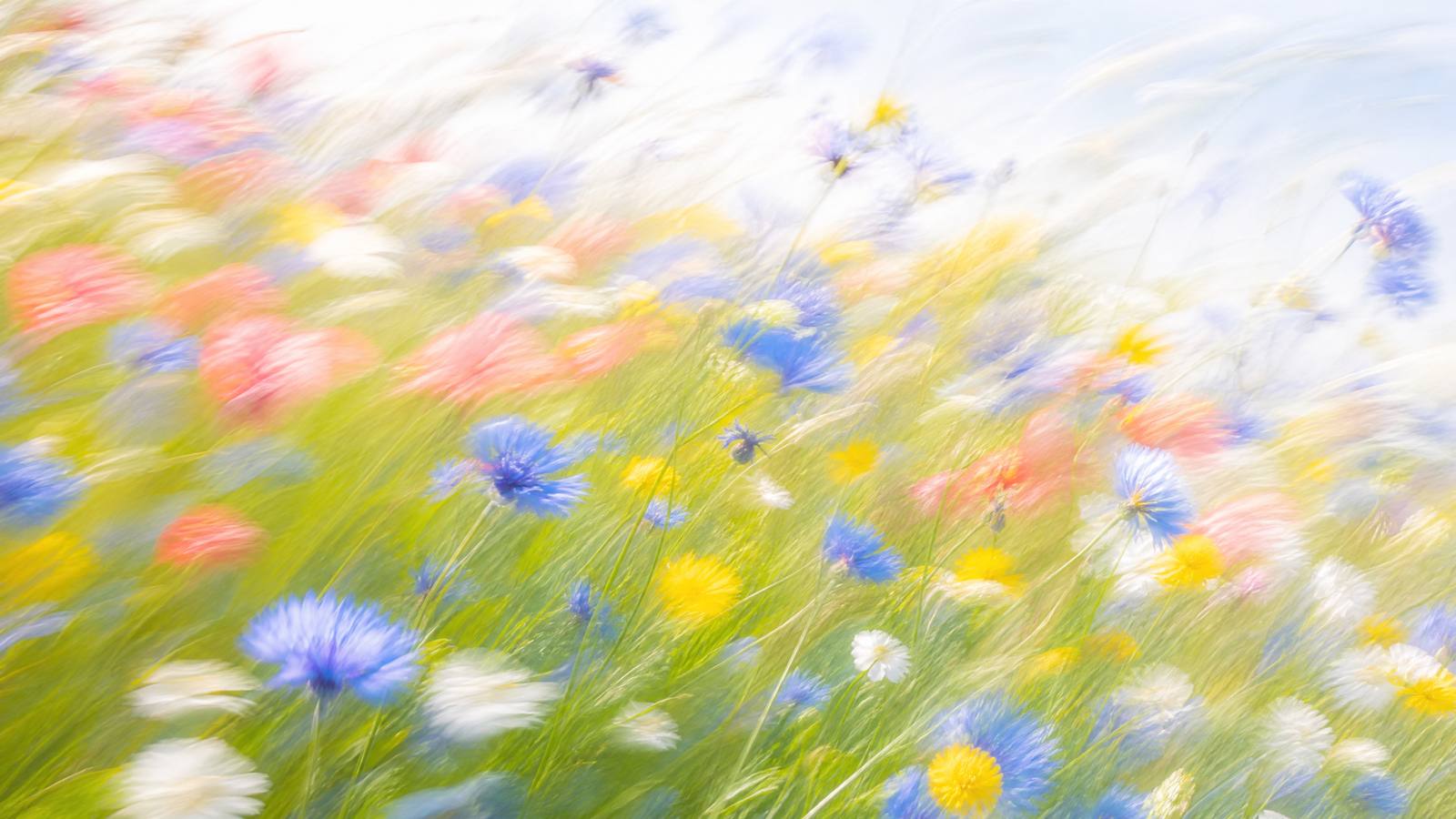Impressionistic motion-blur wildflower meadow with cornflower blue, butter yellow, soft coral and white blooms