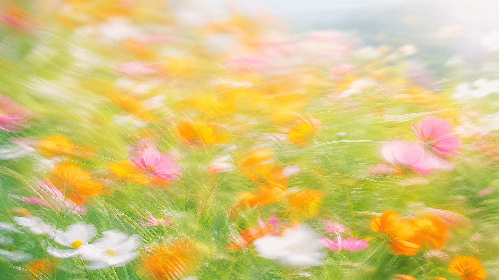 Impressionistic motion-blur wildflower meadow with sage green, marigold orange, blush pink and white blooms