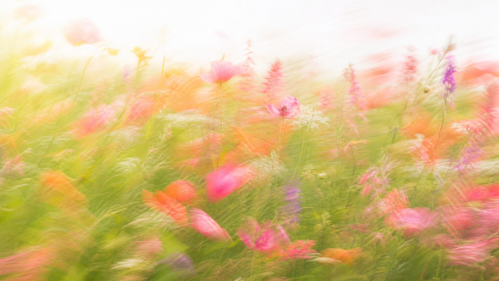 Bright airy impressionistic motion-blur wildflower meadow with warm pink and coral blooms