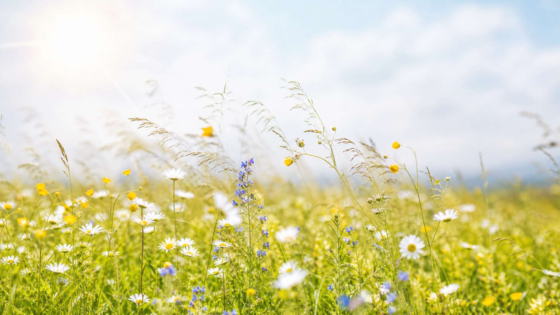 Bright impressionistic motion-blur wildflower meadow hero